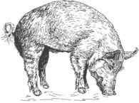 Bacon