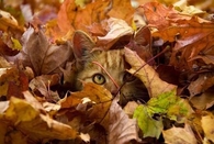 Hiding autumn cat