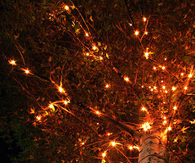 Autumn tree lights