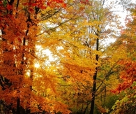 Autumn stream