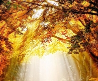 Rays of sun