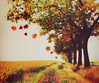 Falling leaves 