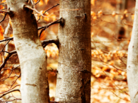 Tree trunks
