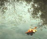 Raindrops in Autumn