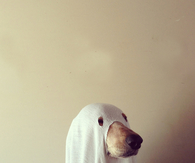 Peek a boo dog