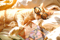 Nerdy cat