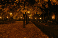 Autumn lights 