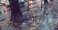 Rainy autumn 