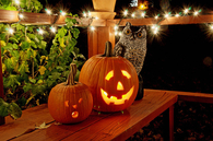 Owl and pumpkins