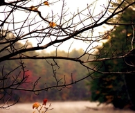 Through the trees