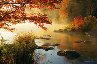 Red autumn leaves