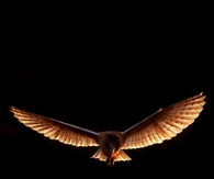 Owl in flight
