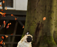 Dancing in leaves