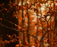 Red leaves