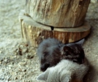 Three little kittens