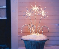 Winter flowers
