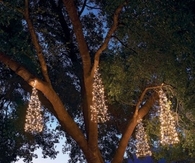 Hanging trees