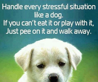 Handle every situation like a dog