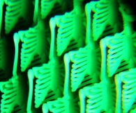 Glow in the dark skeletons