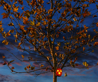 Lonely jack o lantern