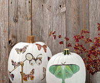 Moth Decal Pumpkins