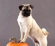Pet Pumpkin