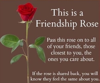 friendship rose