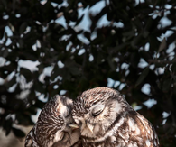 Owl kiss