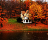 Autumn colored forest