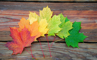 Colorful leaves