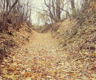 Path in the woods