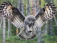 "Owl'll Land On U If U Don't Move Out My Way!!!"