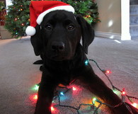 Christmas dog
