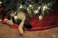 Cat under the christmas tree