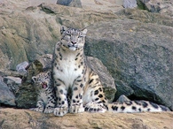 Mama & Her Cub