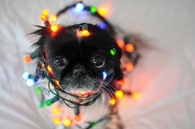 Cute dog wrapped in christmas lights