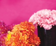 Pink spider decoration