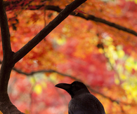 Crow in the tree