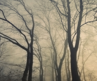 Foggy night