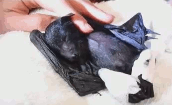 Sleeping bat