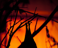 Hanging bat