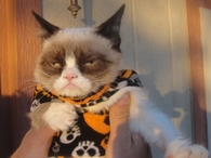 Happy halloween grumpy cat