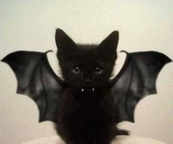 Cute Bat Cat