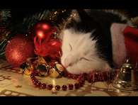 Cat sleeping under the tree