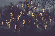 Candy Cane lights