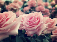 Pink  pastel roses