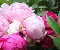 Pink peonies