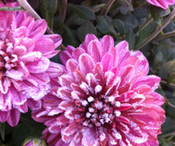 Frost mums