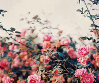 Rose garden