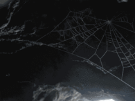 Spider web